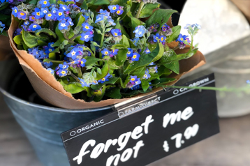 Small Business Forget Me Nots Edited